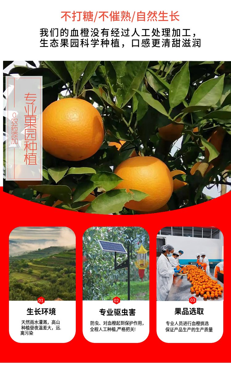 胡橙回忆低度果酒 血橙柠檬酒 8度微醺 血橙果园产地自产水果酒_c4cd27b4.jpg